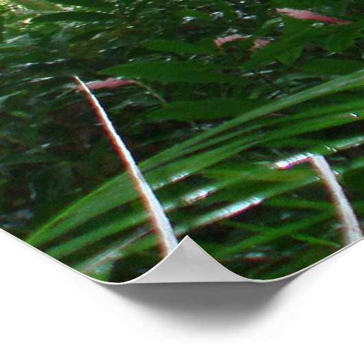 Banyan Tree Poster (Ecke)