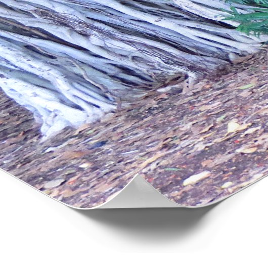 Banyan Tree Poster (Ecke)