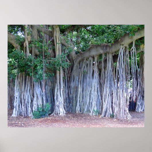 Banyan Tree Poster (Vorne)