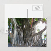 Banyan Tree Postkarte (Vorne/Hinten)