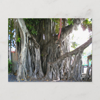 Banyan Tree Postkarte