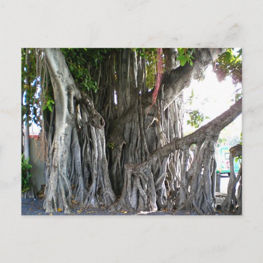 Banyan Tree Postkarte (Vorderseite)