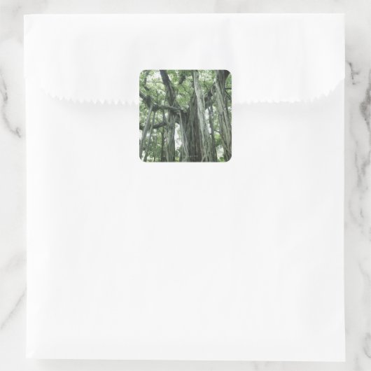 Banyan Tree Quadratischer Aufkleber (Tasche)