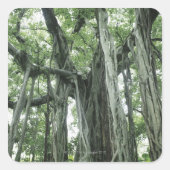 Banyan Tree Quadratischer Aufkleber (Vorderseite)