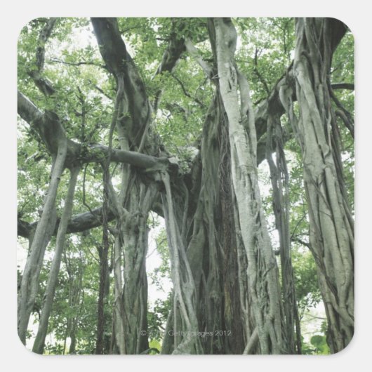 Banyan Tree Quadratischer Aufkleber (Vorderseite)
