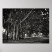 BANYAN TREE ROOT STRUKTUR POSTER (Vorne)
