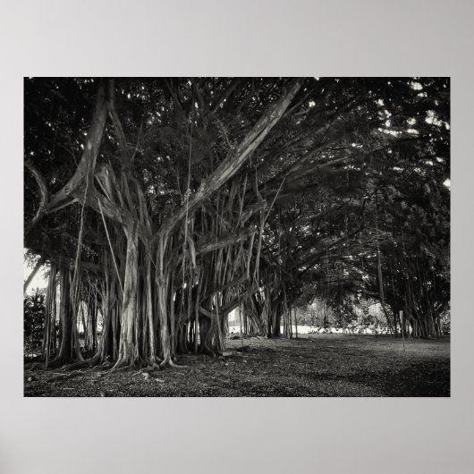 BANYAN TREE ROOT STRUKTUR POSTER (Vorne)