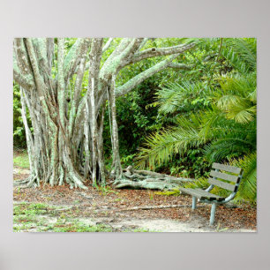 Banyan tree roots Park bench Poster
