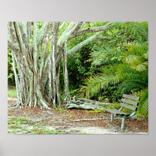 Banyan tree roots Park bench Poster (Vorne)
