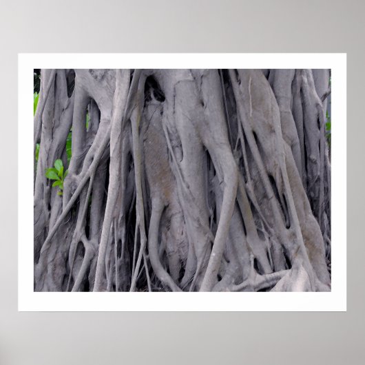 Banyan Tree Trunk Poster (Vorne)