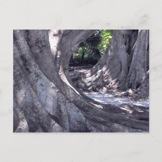 Banyan Trees Postkarte (Vorderseite)