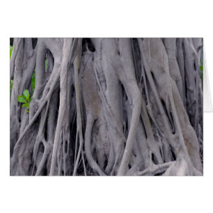 Banyanbaum-Stamm