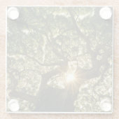 Banyanbaum-Überdachung Sunstar Glasuntersetzer (Rückseite)