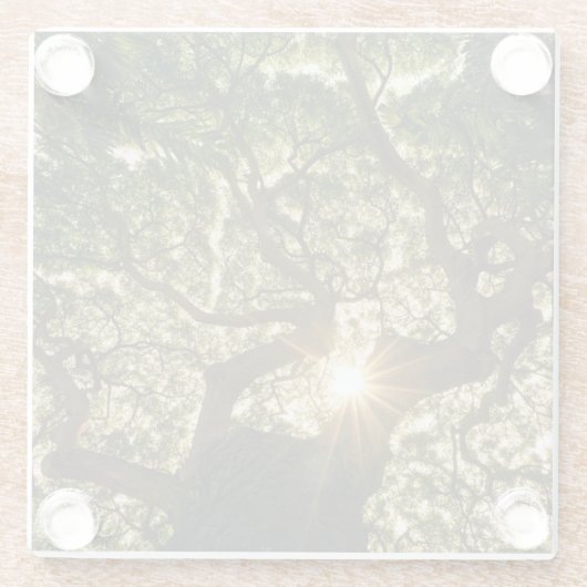 Banyanbaum-Überdachung Sunstar Glasuntersetzer (Rückseite)