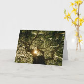 Banyanbaum-Überdachung Sunstar Karte (Gelbe Blume)