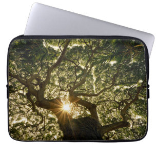 Banyanbaum-Überdachung Sunstar Laptopschutzhülle