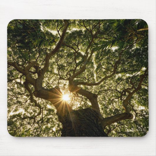 Banyanbaum-Überdachung Sunstar Mousepad (Vorne)