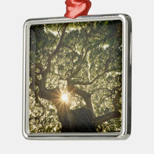 Banyanbaum-Überdachung Sunstar Ornament Aus Metall (Links)