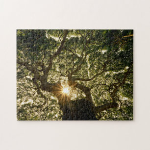 Banyanbaum-Überdachung Sunstar Puzzle