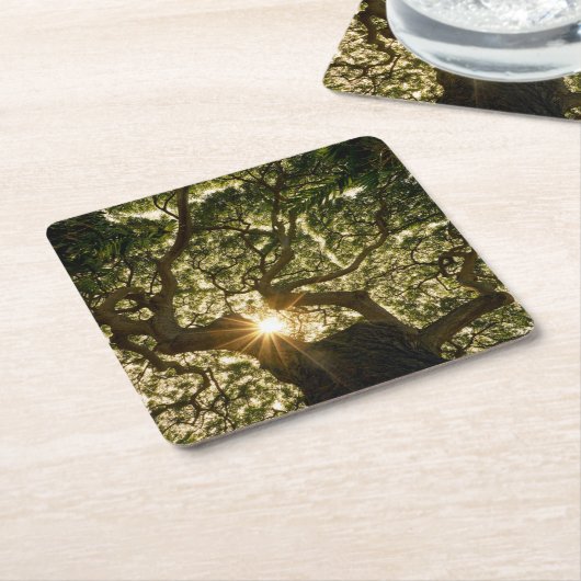 Banyanbaum-Überdachung Sunstar Rechteckiger Pappuntersetzer (angewinkelt)