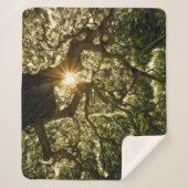 Banyanbaum-Überdachung Sunstar Sherpadecke (Vorderseite)