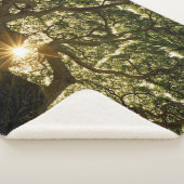 Banyanbaum-Überdachung Sunstar Sherpadecke (3/4)