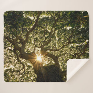 Banyanbaum-Überdachung Sunstar Sherpadecke