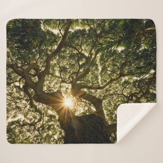 Banyanbaum-Überdachung Sunstar Sherpadecke (Vorderseite (Horizontal))