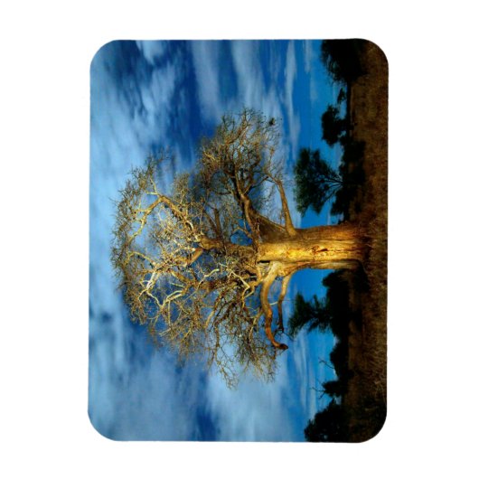 Baobab (Adansonia) Baum, der vom Mond erhellt wird Magnet (Vertikal)