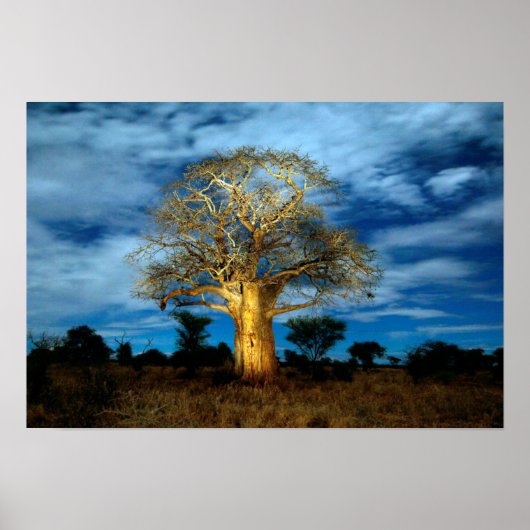 Baobab (Adansonia) Baum, der vom Mond erhellt wird Poster (Vorne)