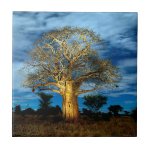 Baobab (Adansonia) Baum leuchtet auf dem Mond Fliese
