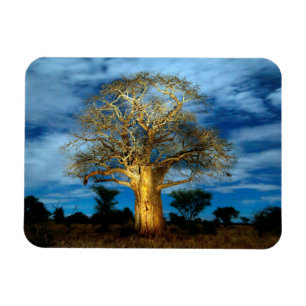 Baobab (Adansonia) Baum leuchtet auf dem Mond Magnet
