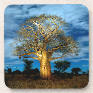 Baobab (Adansonia) Baum leuchtet auf dem Mond Untersetzer