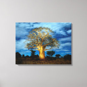 Baobab (Adansonia) Baum vom Mond erleuchtet Leinwanddruck
