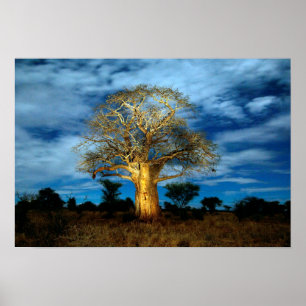 Baobab (Adansonia) Baum vom Mond erleuchtet Poster