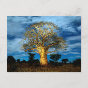 Baobab (Adansonia) Baum vom Mond erleuchtet Postkarte