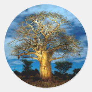 Baobab (Adansonia) Baum vom Mond erleuchtet Runder Aufkleber