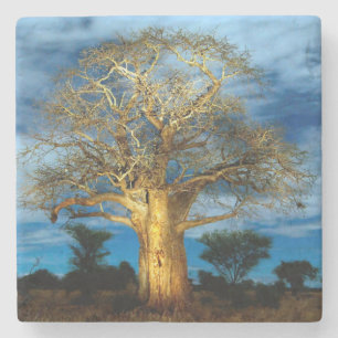 Baobab (Adansonia) Baum vom Mond erleuchtet Steinuntersetzer