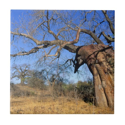 Baobab (Adansonia Digitata), Krüger National Fliese (Vorderseite)