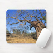 Baobab (Adansonia Digitata), Krüger National Mousepad (Mit Mouse)