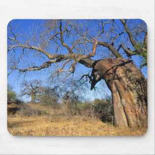 Baobab (Adansonia Digitata), Krüger National Mousepad