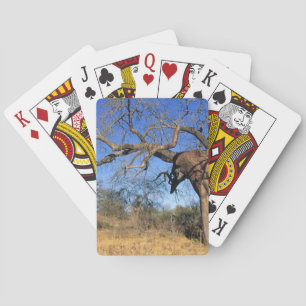 Baobab (Adansonia Digitata), Kruger National Spielkarten