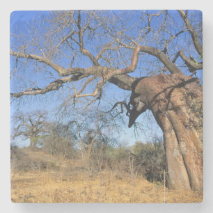 Baobab (Adansonia Digitata), Krüger National Steinuntersetzer