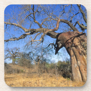 Baobab (Adansonia Digitata), Kruger Nationalpark Getränkeuntersetzer