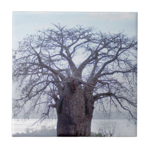 Baobab (Adansonia Digitata), Luanda Fliese