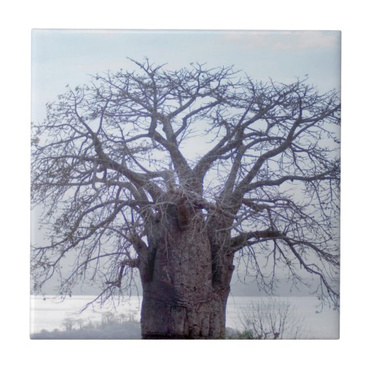 Baobab (Adansonia Digitata), Luanda Fliese (Vorderseite)