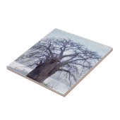 Baobab (Adansonia Digitata), Luanda Fliese (Seite)