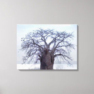 Baobab (Adansonia Digitata), Luanda Leinwanddruck