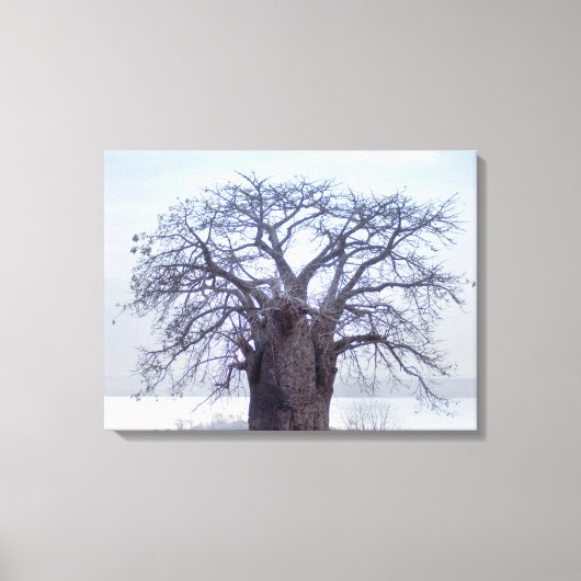 Baobab (Adansonia Digitata), Luanda Leinwanddruck (Vorderseite)
