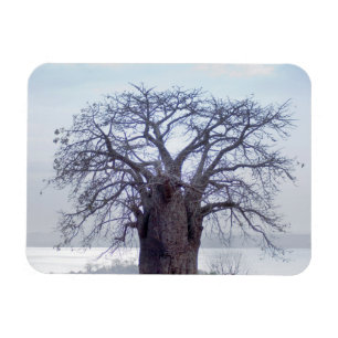 Baobab (Adansonia Digitata), Luanda Magnet